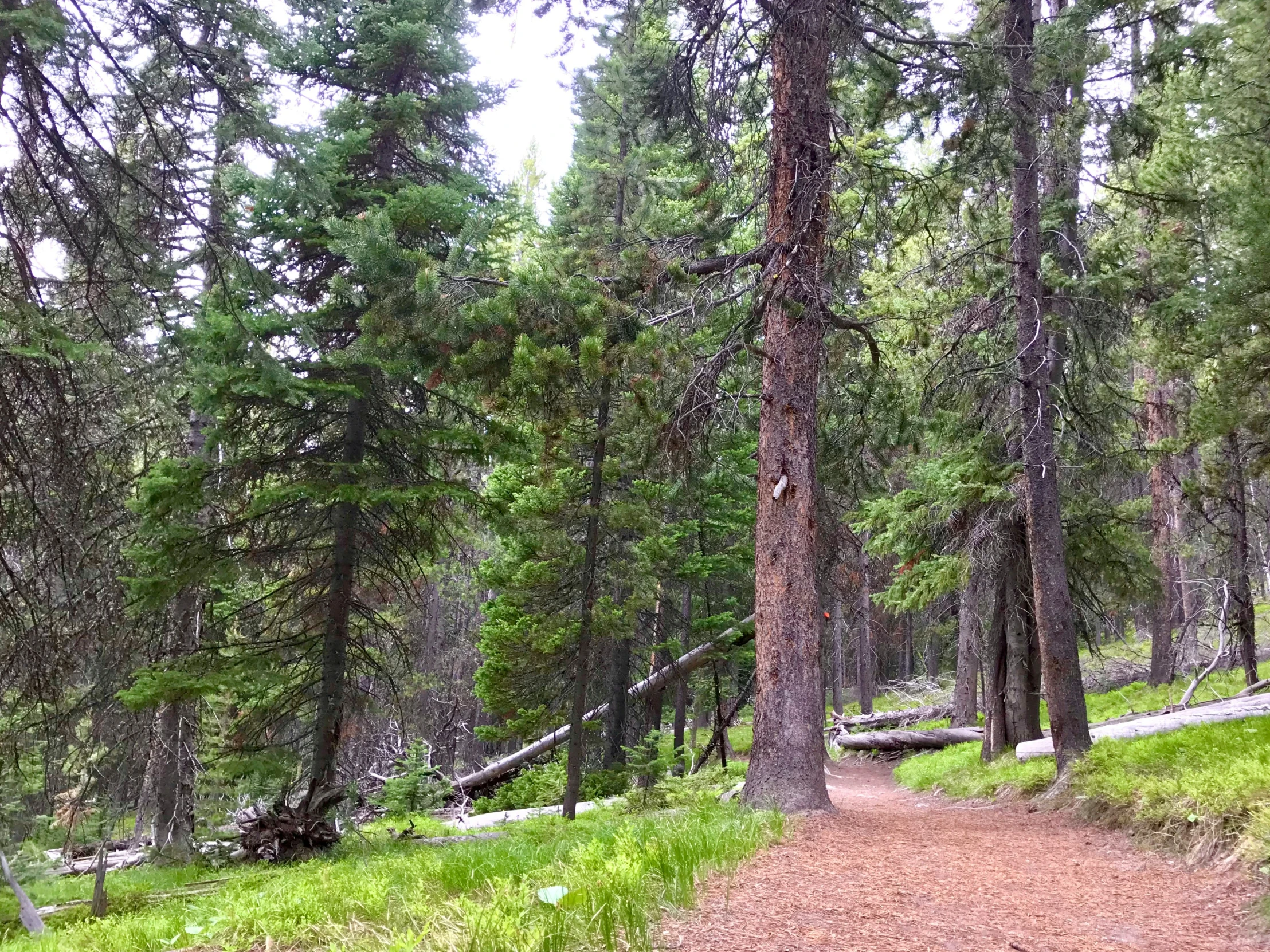 there is a dirt path leading through the forest