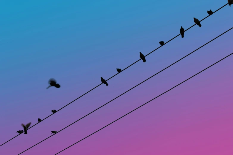 a flock of birds sitting on top of a electric wire