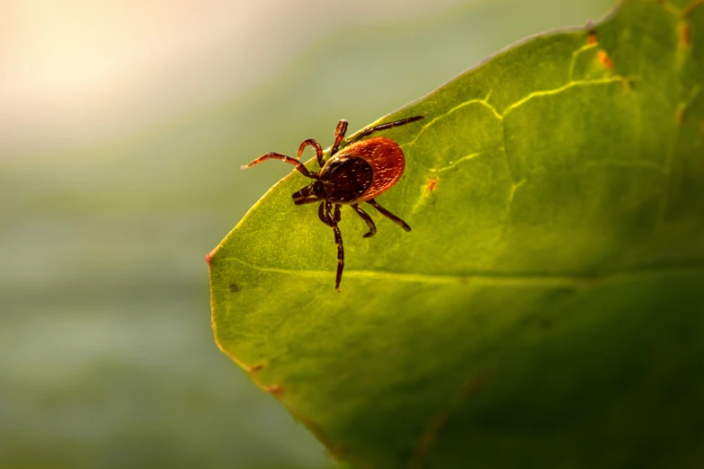 a large brown bug on a green leaf