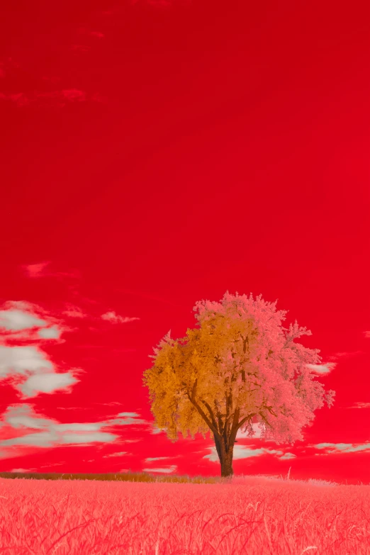 a lone tree sitting in a red and yellow field