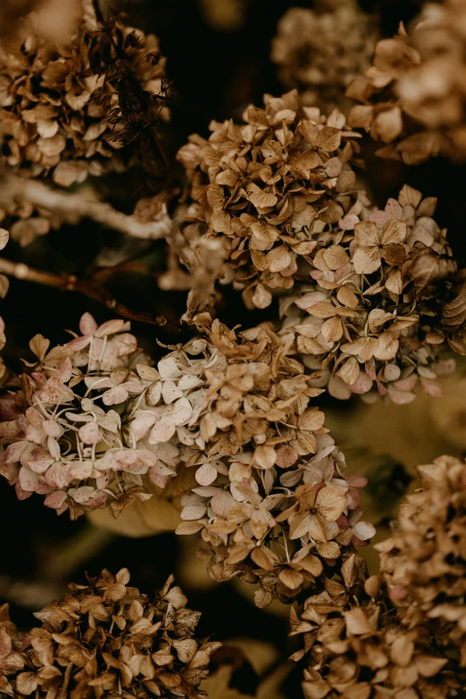 flowers that are brown and white in color