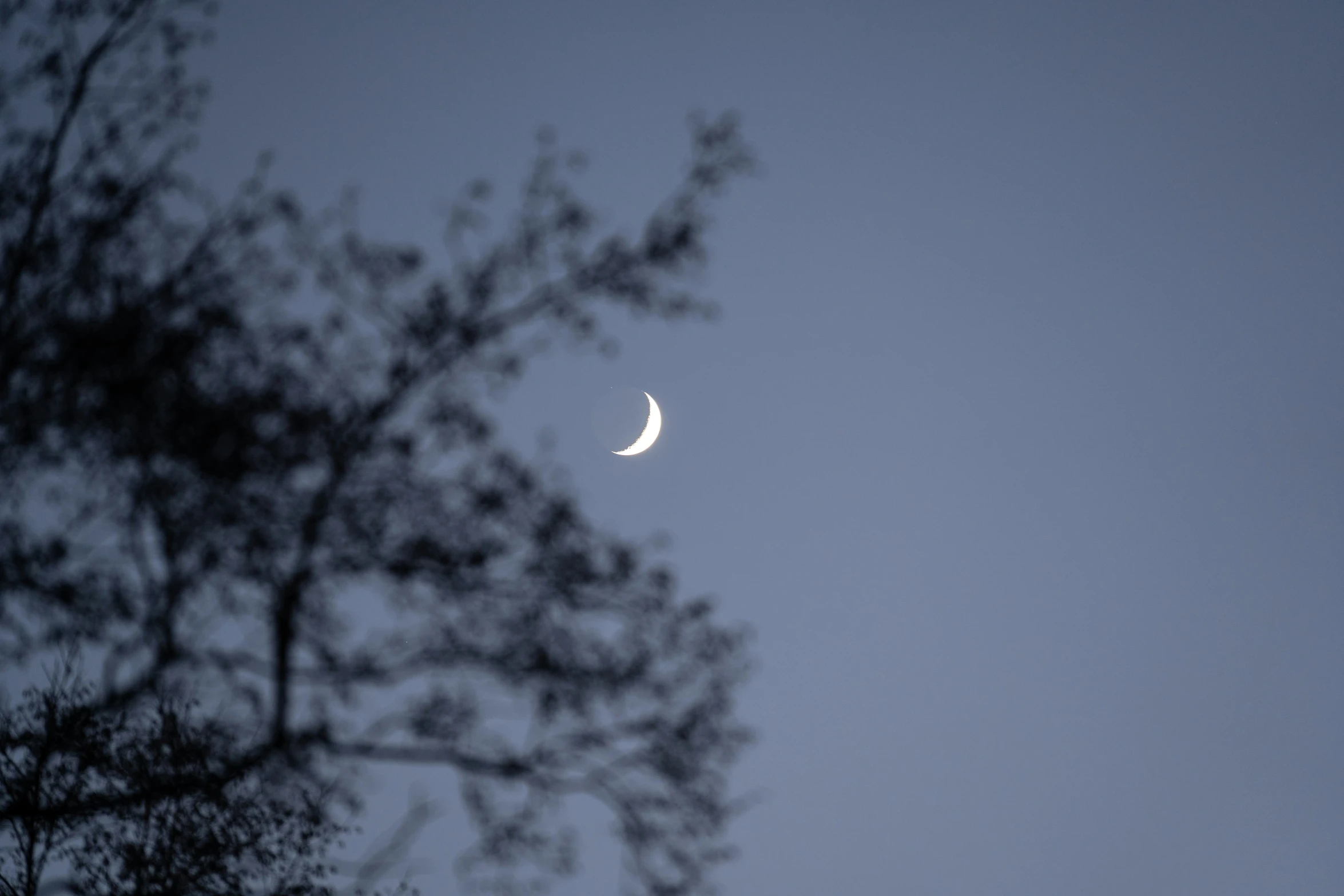 a half - moon is seen from below a tree