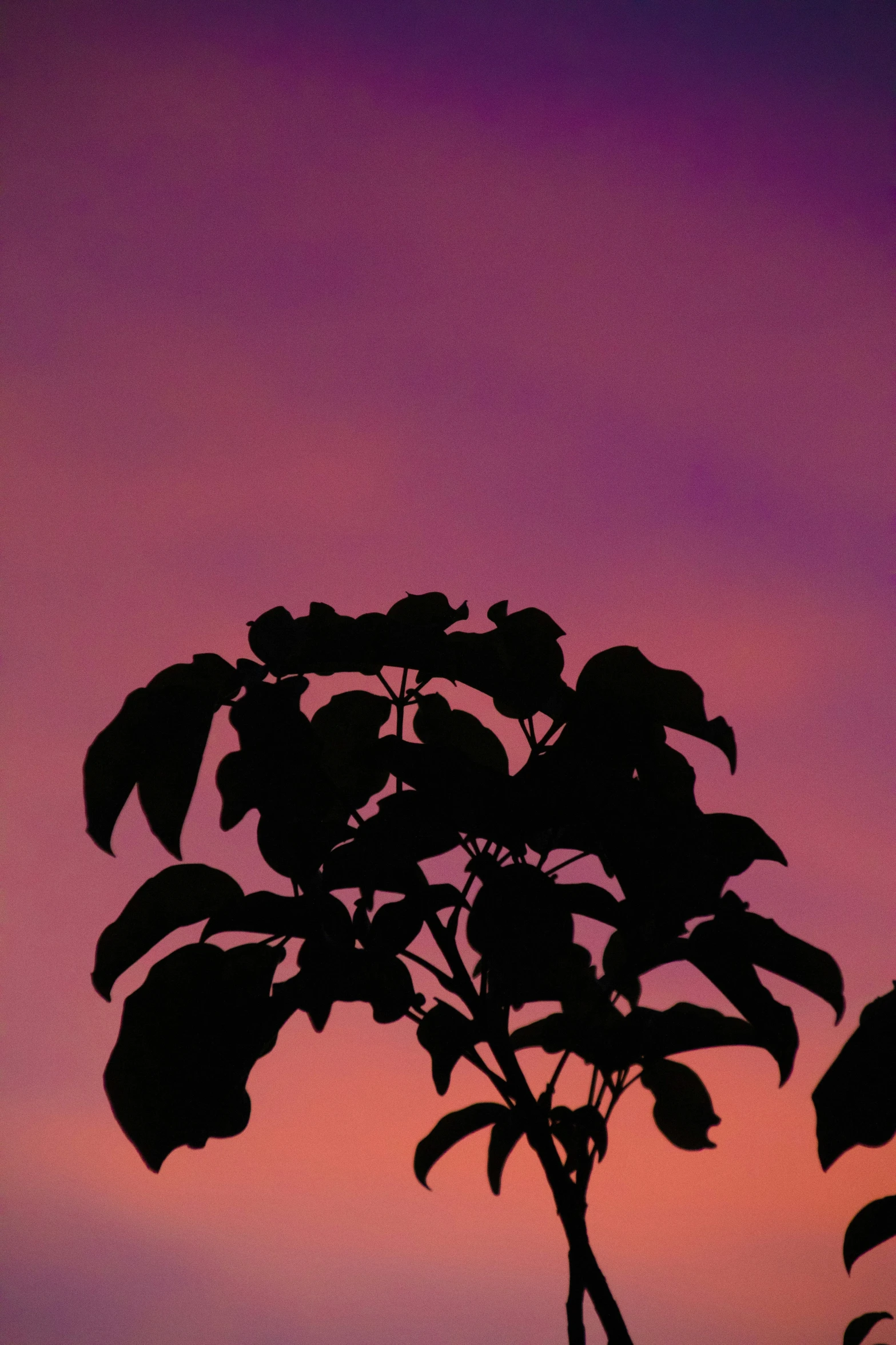 a tree silhouette against a pink sky with purple shadows