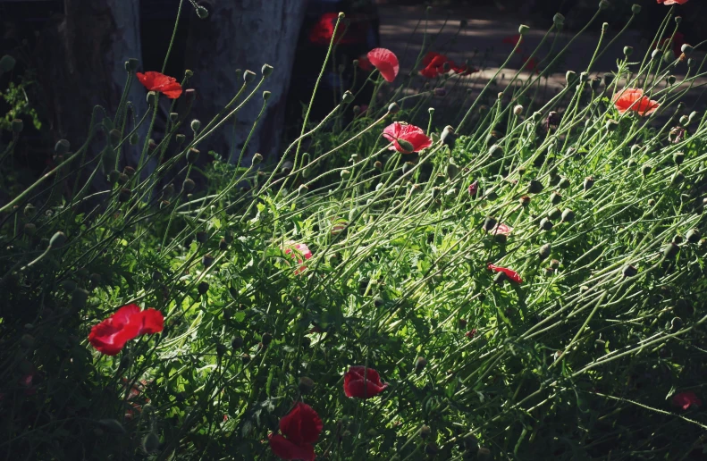 a bunch of red flowers growing next to a tree