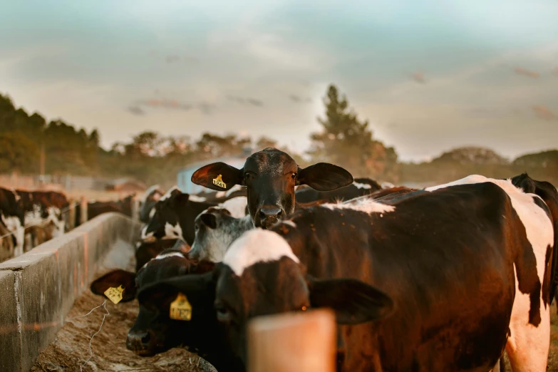 herd of cows in dirt field area with sky background