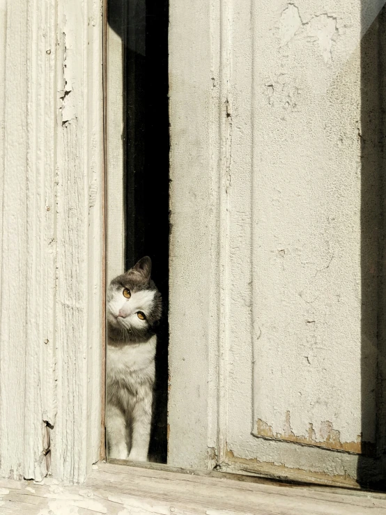 a cat looking out of a window and into the room