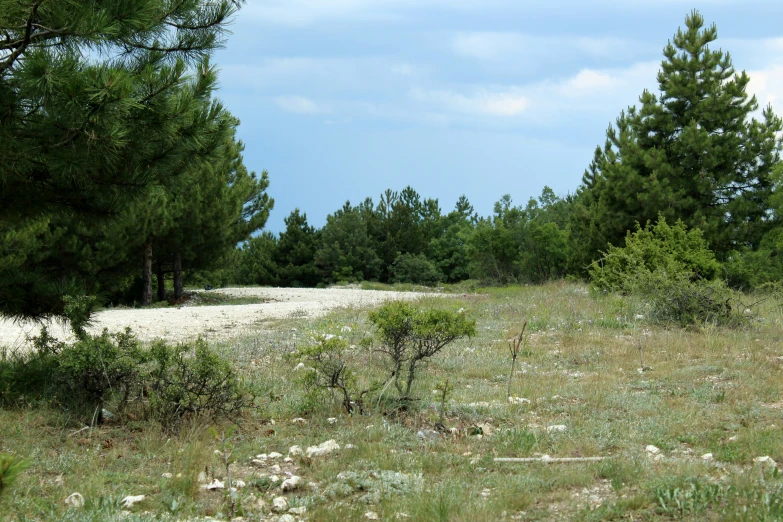 a field is shown with some trees in the background