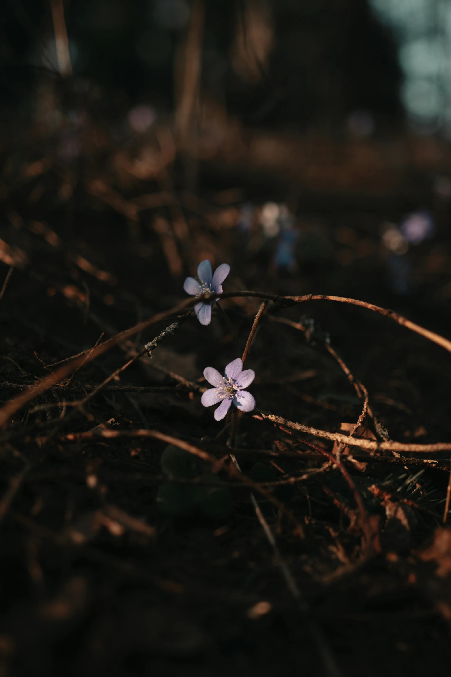 small white flowers in a field near trees