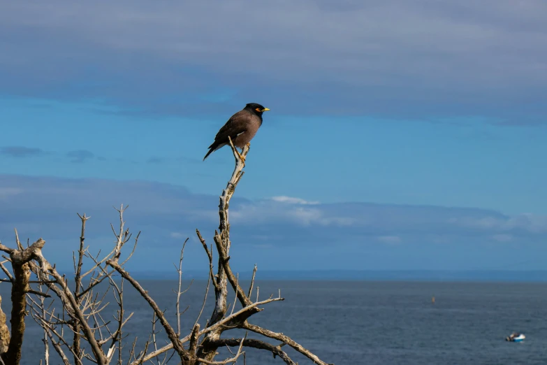 a bird sitting on top of a tree nch