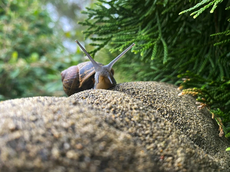 there is a snail that is sitting on top of the rock