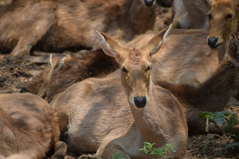 a herd of deer lay down in the dirt