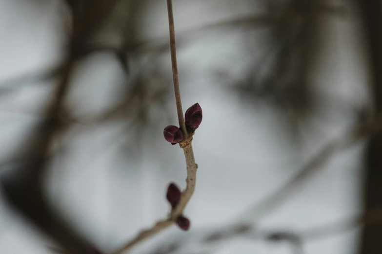 a nch with a tiny flower that is missing leaves