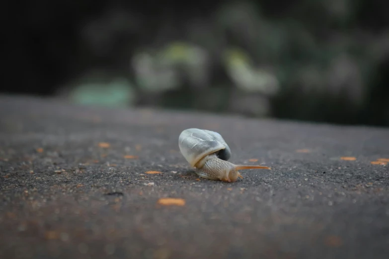 snail shell coming out from under surface
