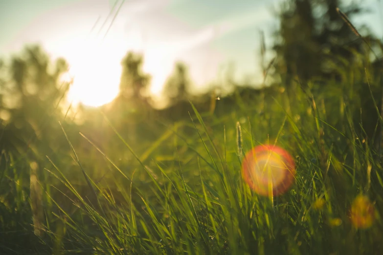 sunlight shining in the grass at the park