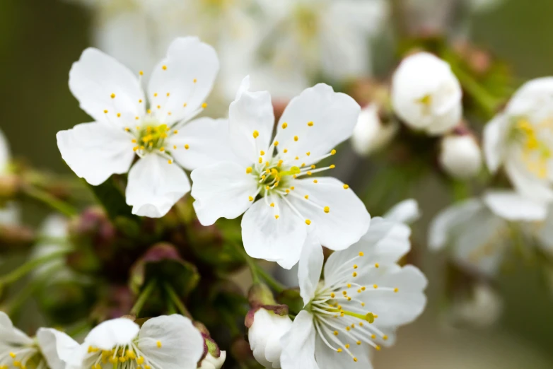 small white flowers blooming in the middle of a garden