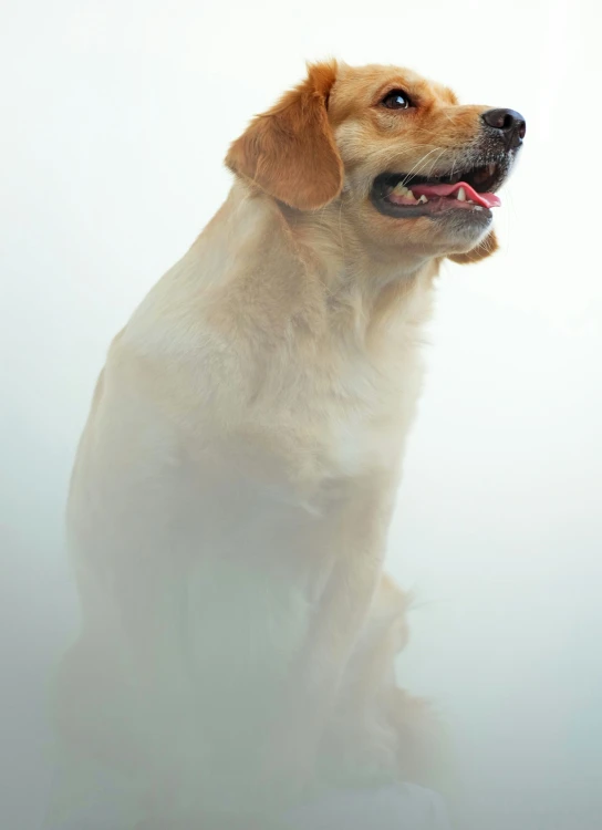 a small dog with a light tan coat is sitting in a white room