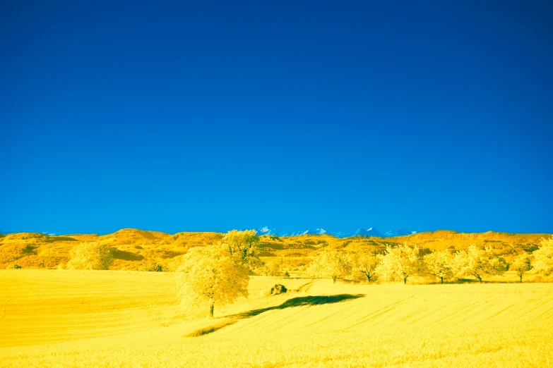 an empty field with yellow trees on the horizon