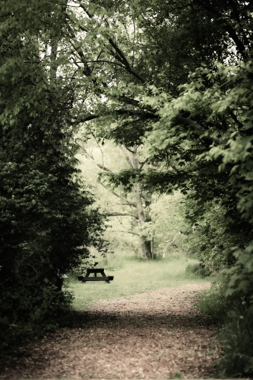 an empty bench sits between some tree's