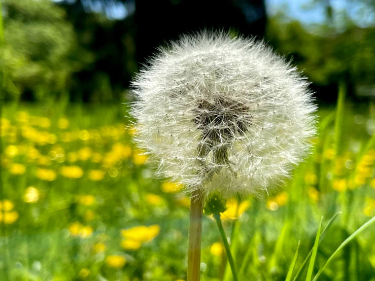a big fluffy white flower sitting in a field