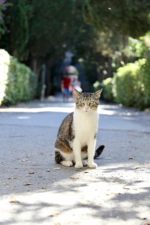 a grey, white and black cat sitting on a road