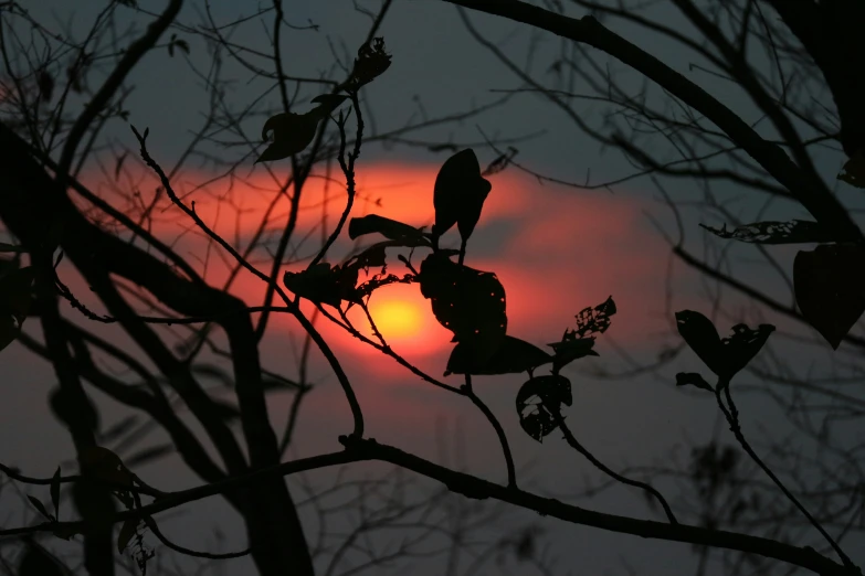 a large red sun is setting on a tree nch