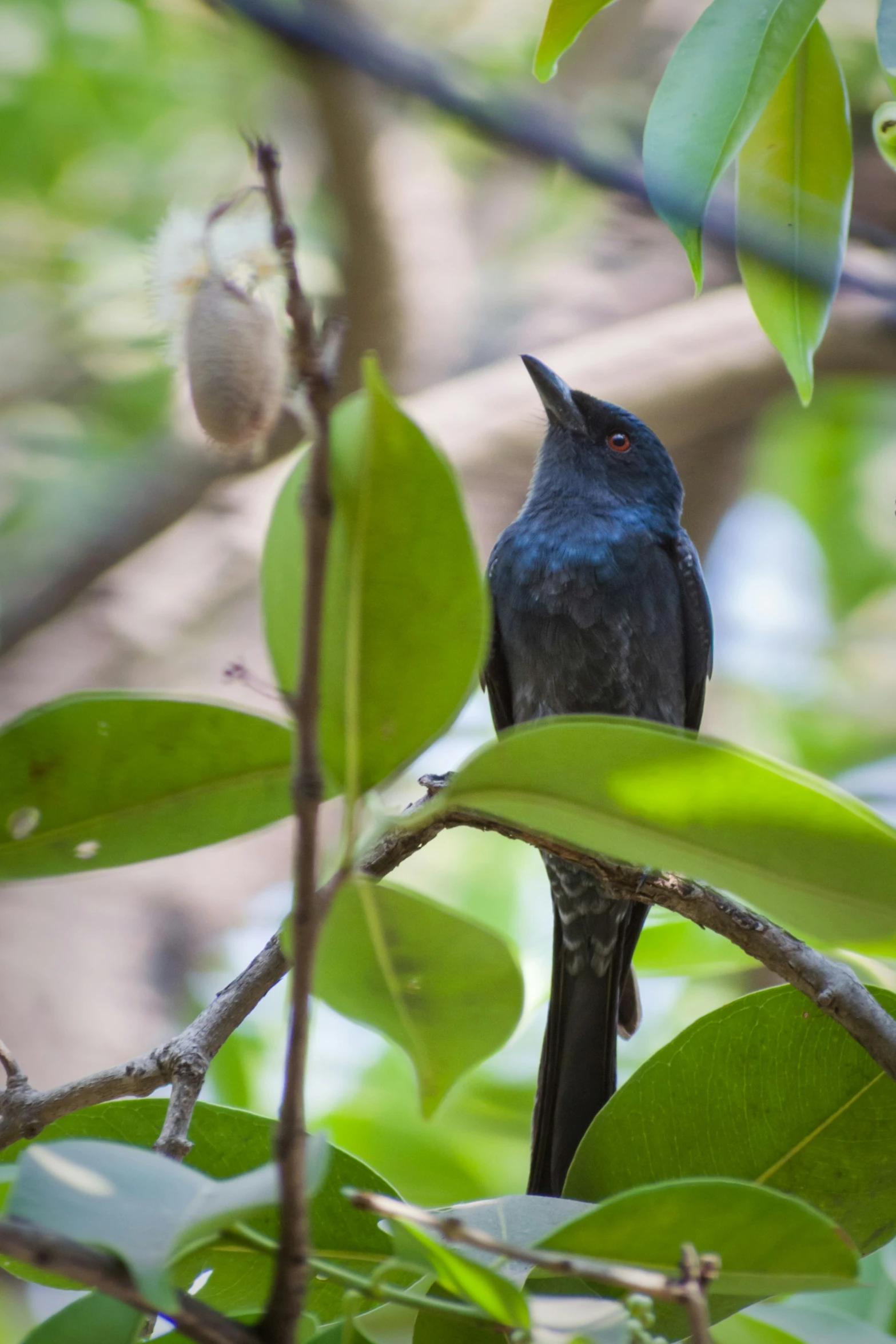 a small bird sitting on a nch of a tree