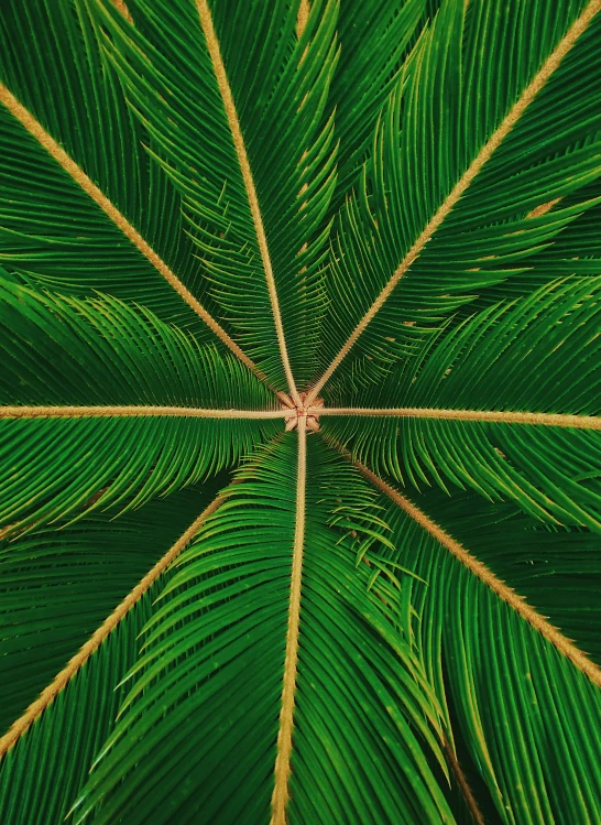 a leaf in the center of a palm tree