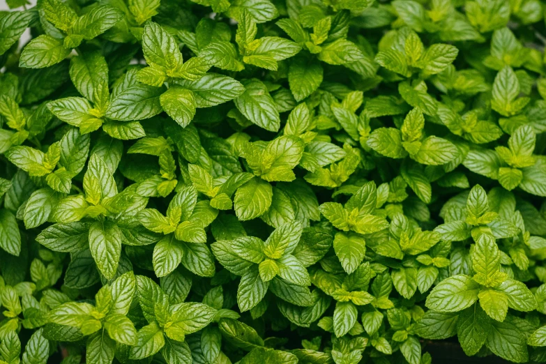 close up of a leafy green bush