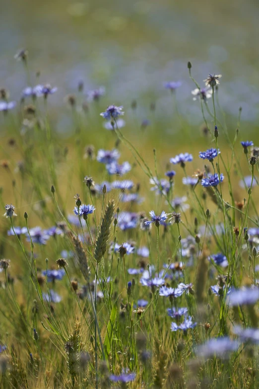 purple flowers in a field with green grass