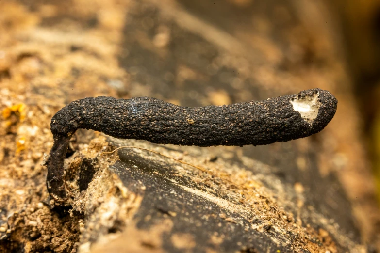 a piece of metal on some rocks and dirt