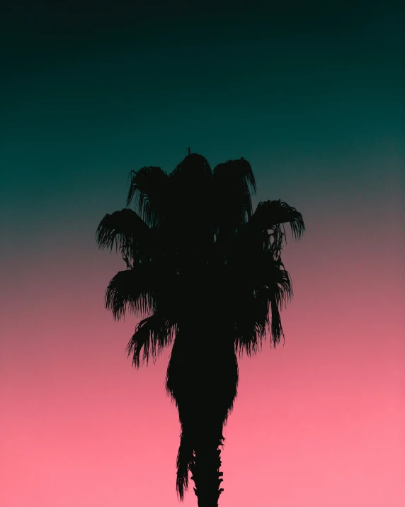 there is a palm tree silhouetted against a pink sky