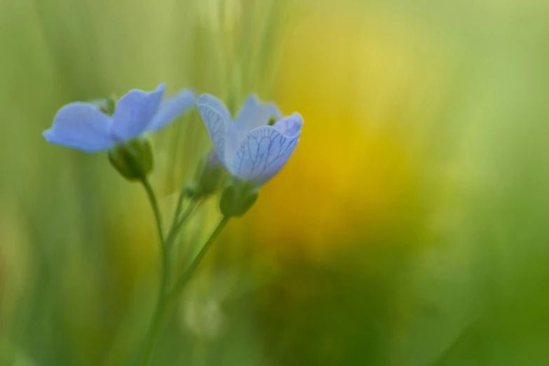 an abstract view of some flowers taken in motion