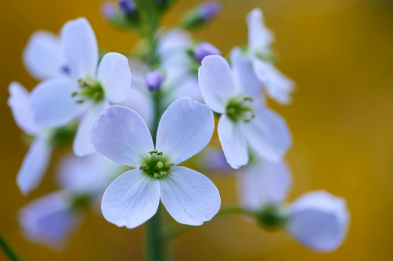 white flowers with green tips stand out against the blue background