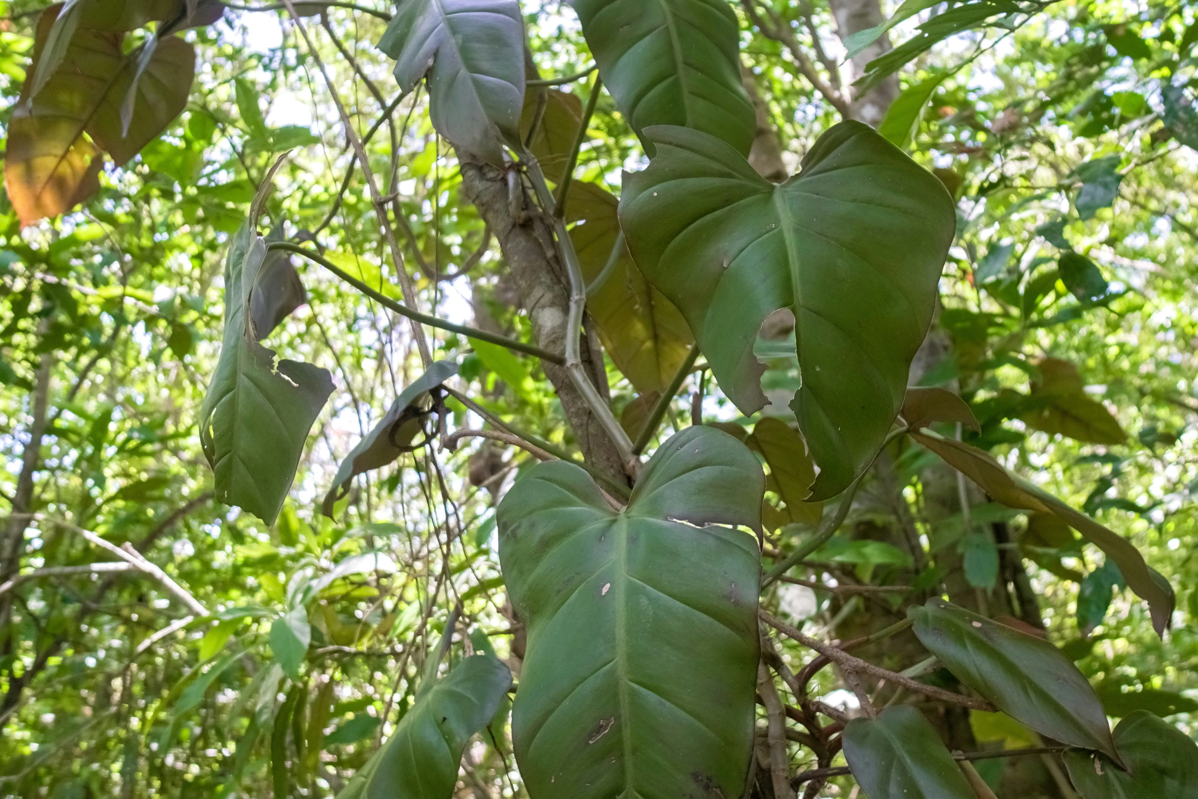 a small bird sits on top of the nches of a tree