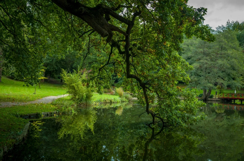 a large body of water with trees surrounding it