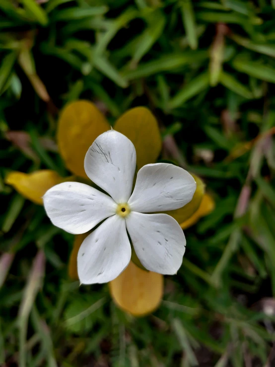 white flower with long petals on grassy field