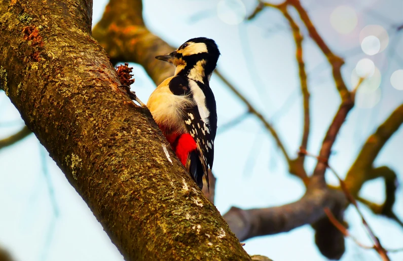 a woodpecker on a tree looking for insects