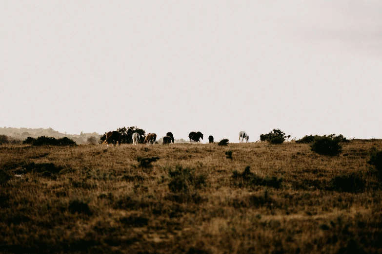 several horses grazing on the plains as a person walks away