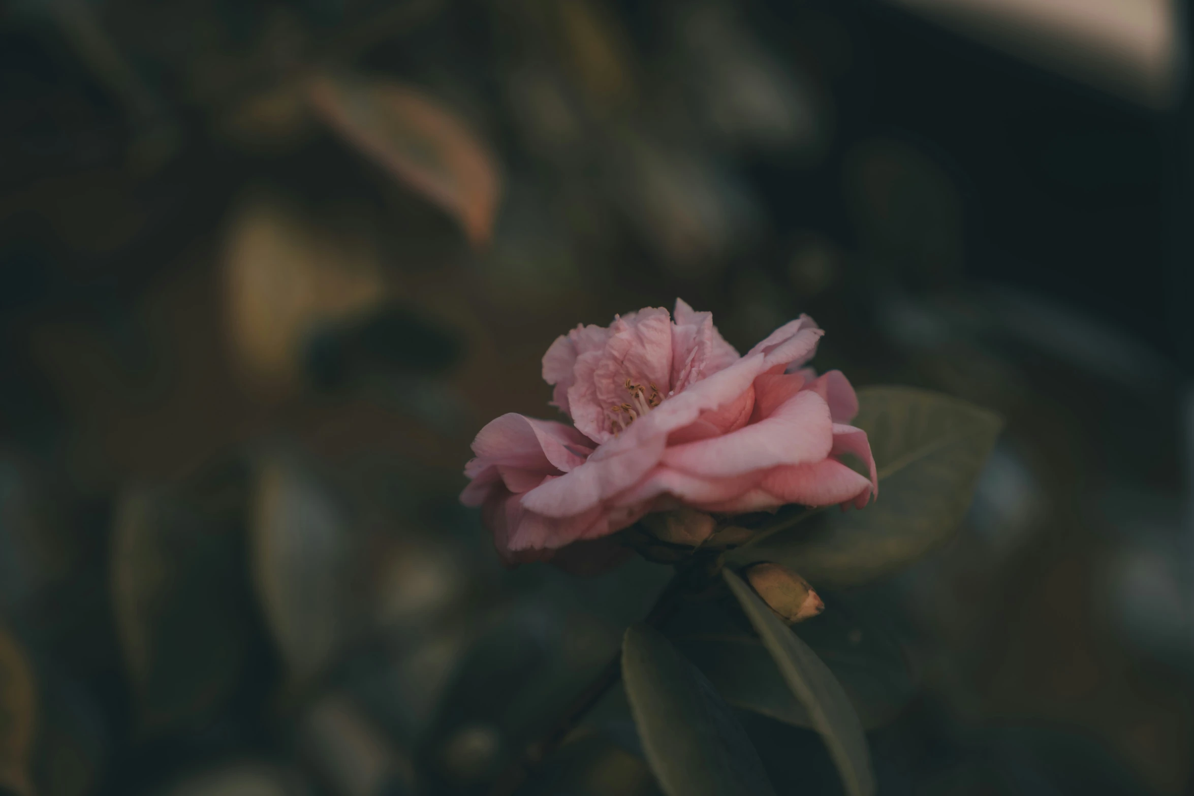 a single pink flower that is growing by itself