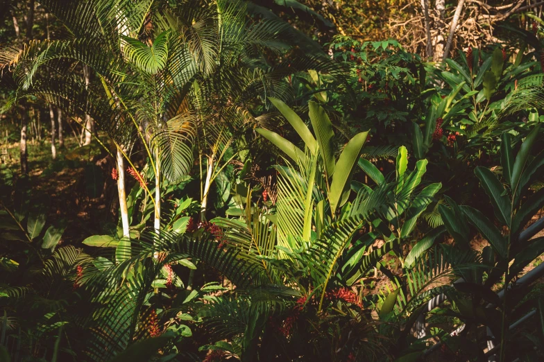 this is an image of tropical forest