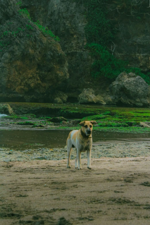 the dog is standing on the beach near the water