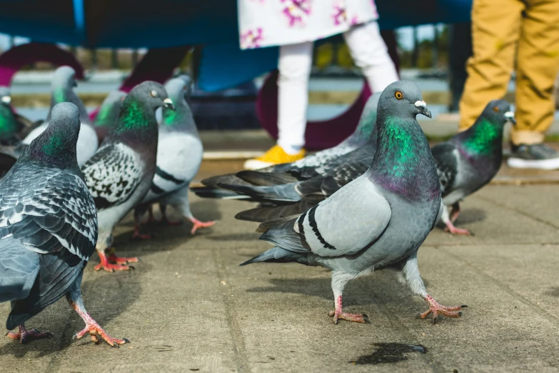 a close up of pigeons standing near the ground