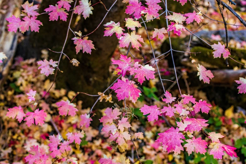 leaves are on the nch of the tree