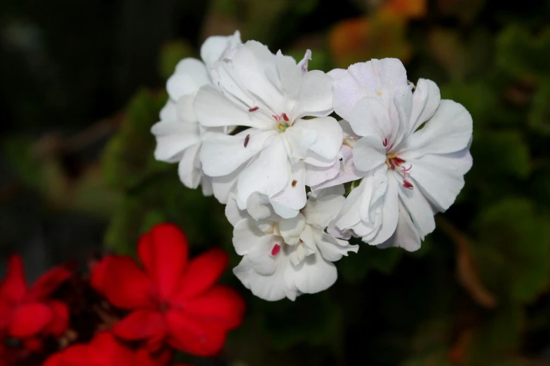 white flowers in bloom with red and green foliage