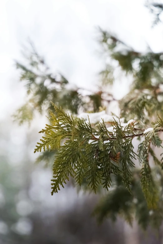 the tree nches have small cones on them