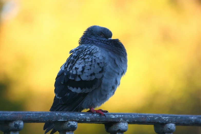 a black bird perched on top of a metal railing