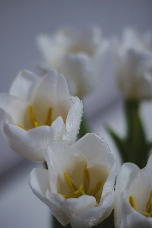 some white flowers in a vase full of water