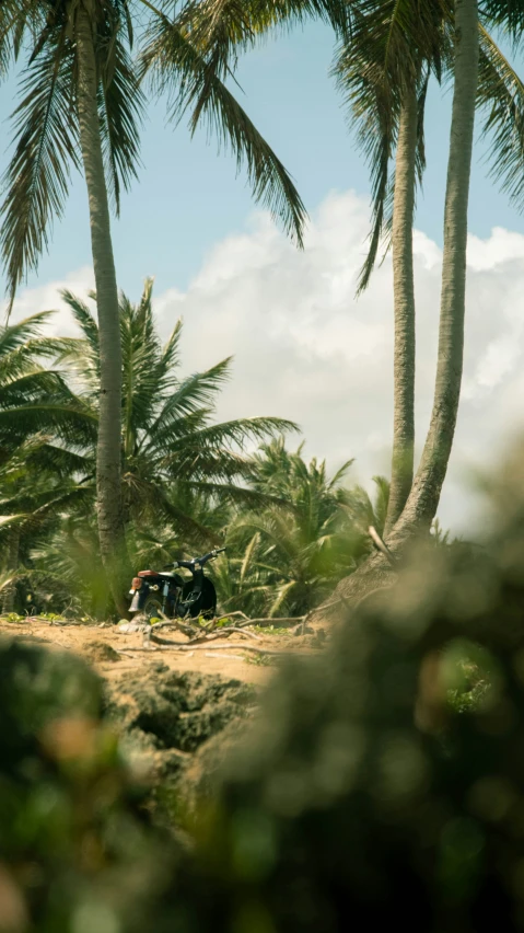 several palm trees near a sandy road