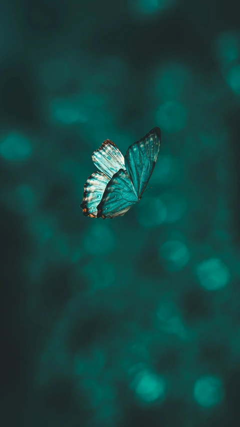 a erfly flying above the water in the day