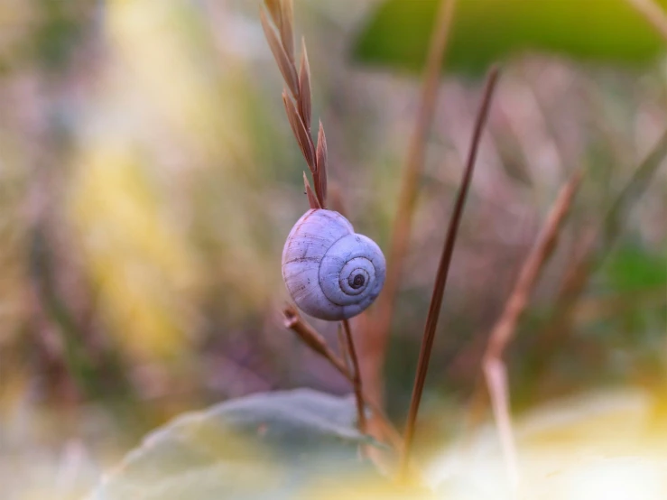 a blue snail that is on a plant